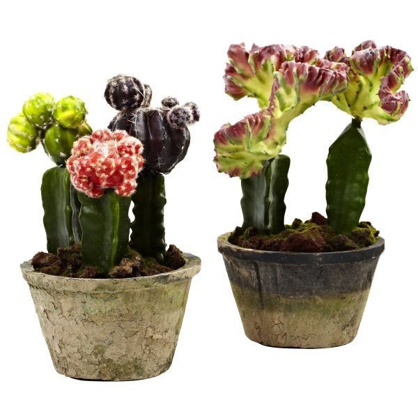 Home plant set
