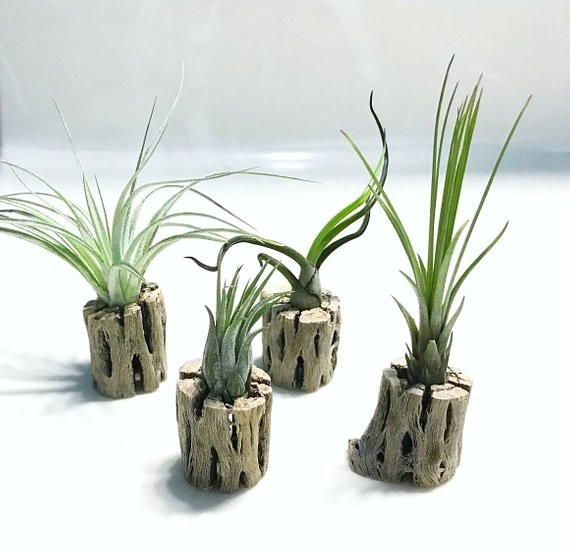 Home plant set