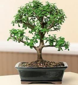 Baby Jade  Bonsai Tree