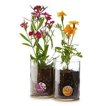 Birth Month Flower Grow Kit