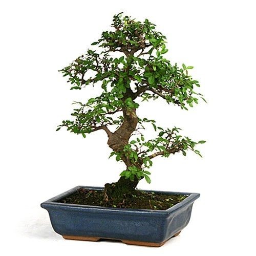 Bonsai Tree