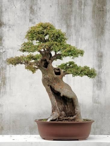 Bonsai Tree