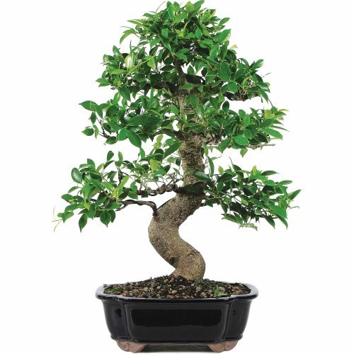 Brussel`s Golden Gate Ficus Bonsai