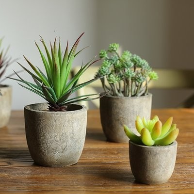 Home plant set