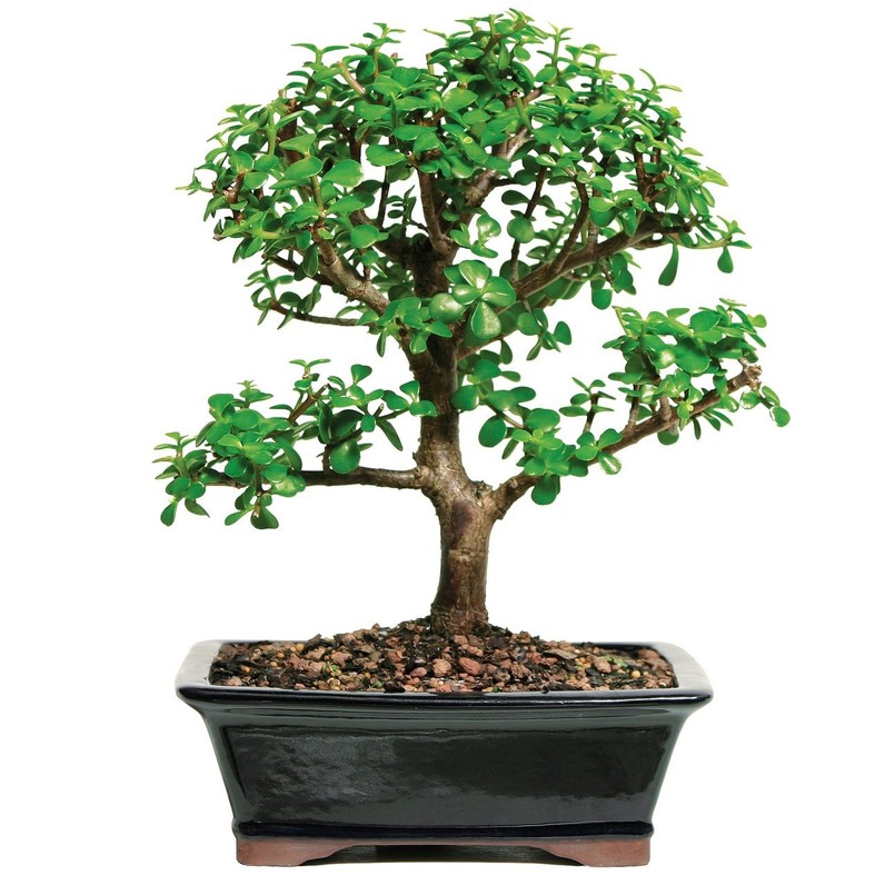 Bonsai Tree