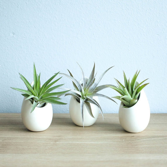 Home plant set