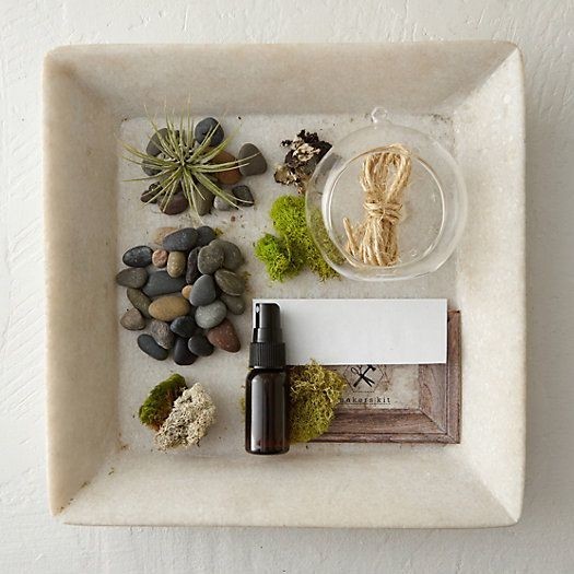 Hanging Tillandsia Grow Kit