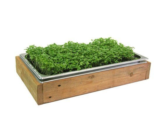 Large Microgreens Microfarm (Sub-irrigated Planter)