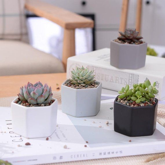 Home plant set