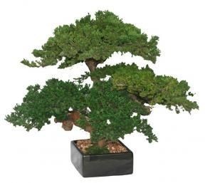 Monterey Juniper Triple Trunk Preserved Bonsai Tree