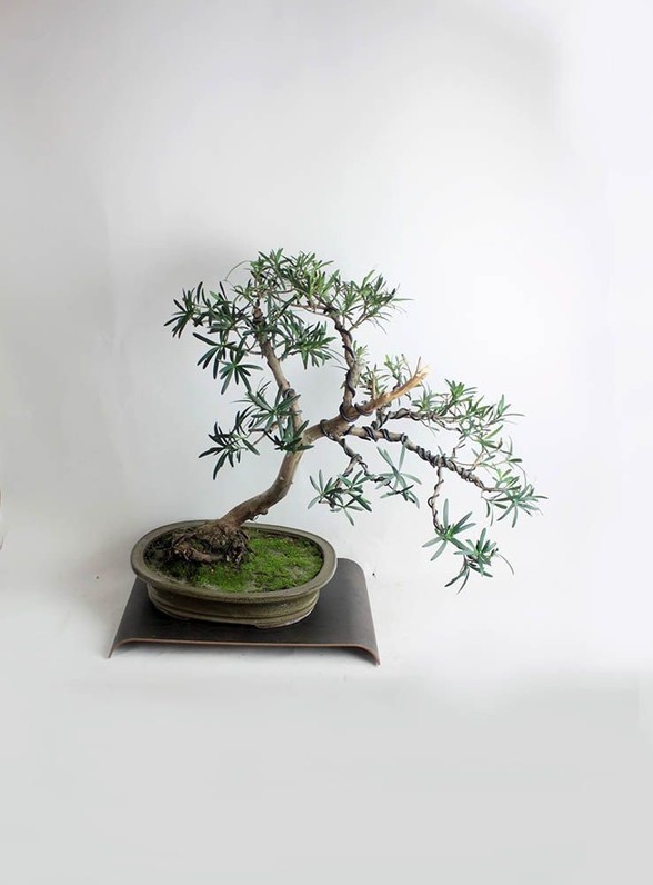 Bonsai Tree