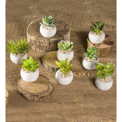 Home plant set